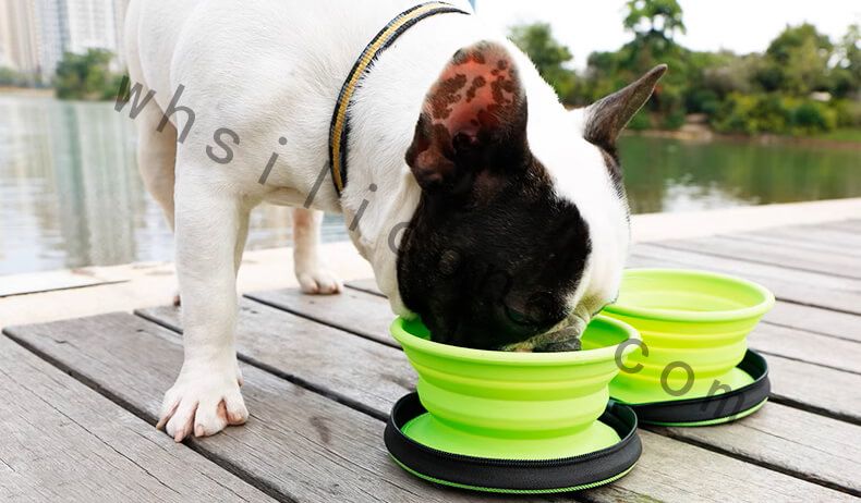 Golden retriever drinking from collapsible silicone water bowl during a hike